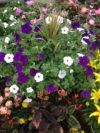 fallflowerx1