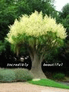 incrediblybeautiful
