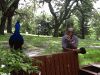 jeanandpeacock2