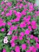 91014plants7b