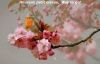 naturalharmony2