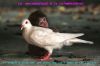 macaqueanddove2