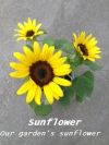 sunflower3-2