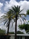 thepalmstrees2