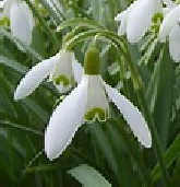 snowdrop.png